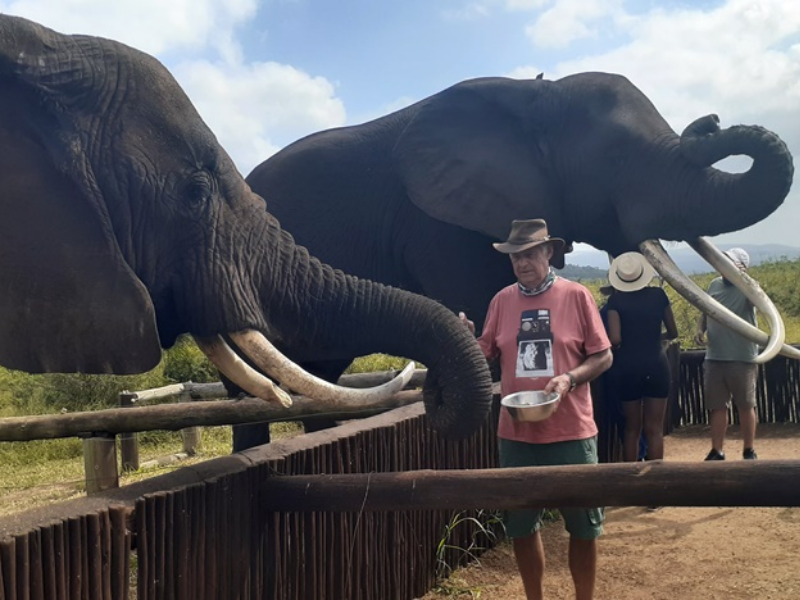 Allen feeding Rachel the Elephant